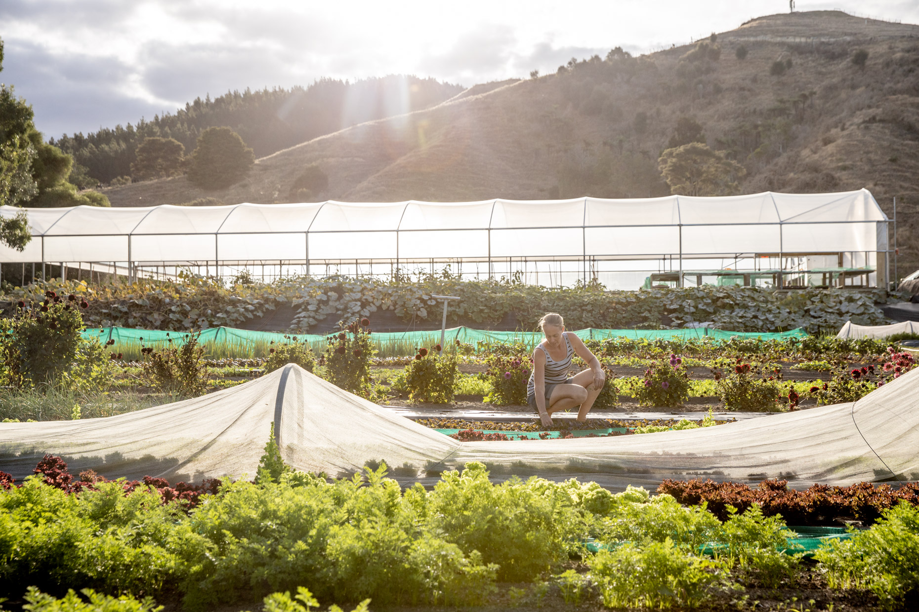 Regenerative Organic Market garden