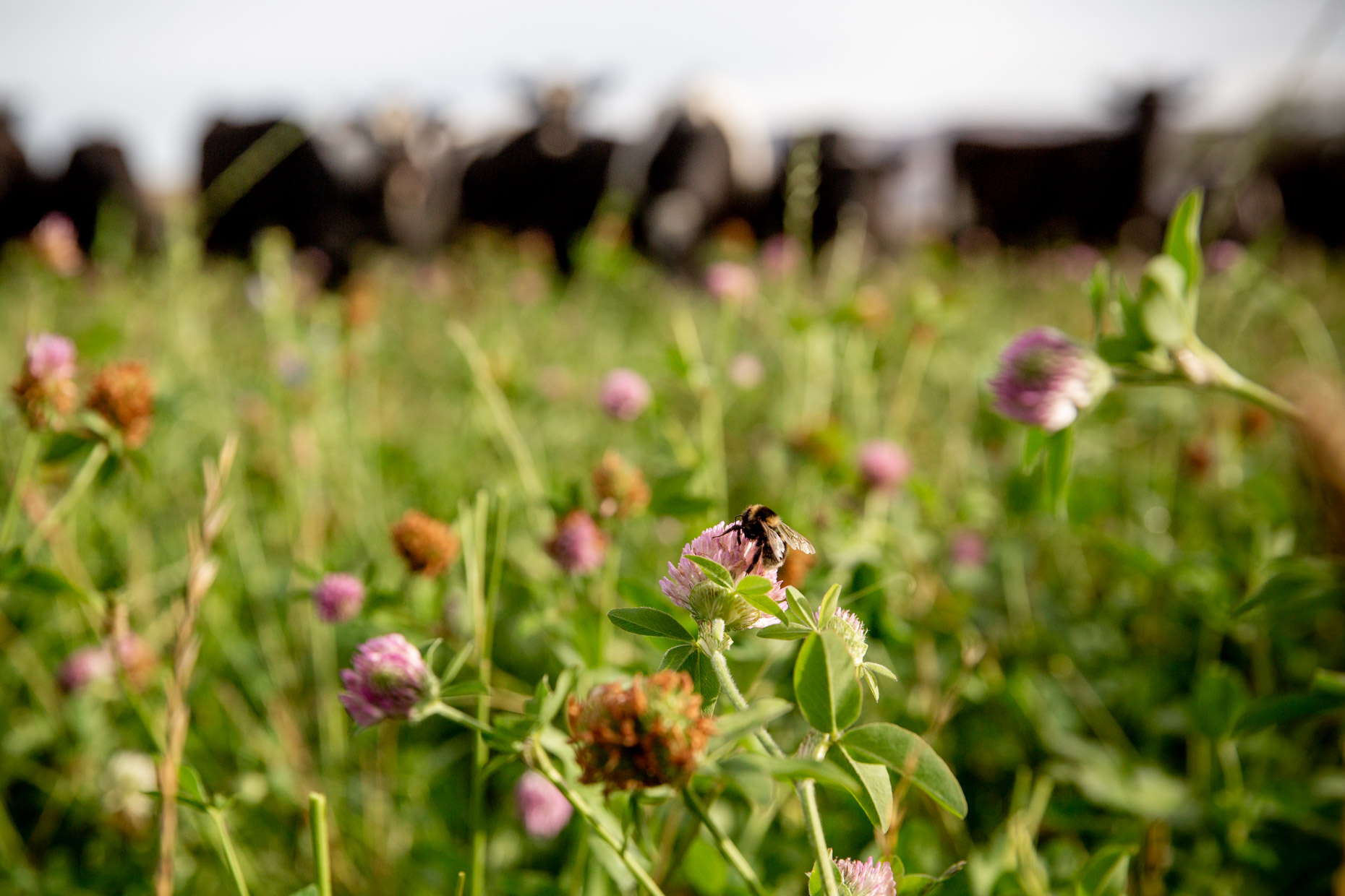 Bumble bee on multi species pasture